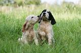 SETTER ANGLAIS 258